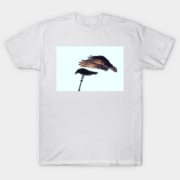 Osprey T-Shirt by Jim Cumming